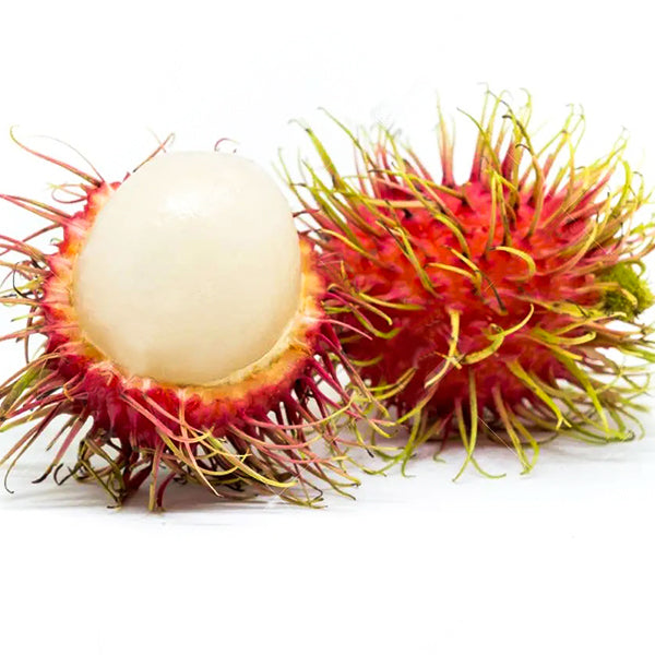 Rambutan Fruit Live Plants