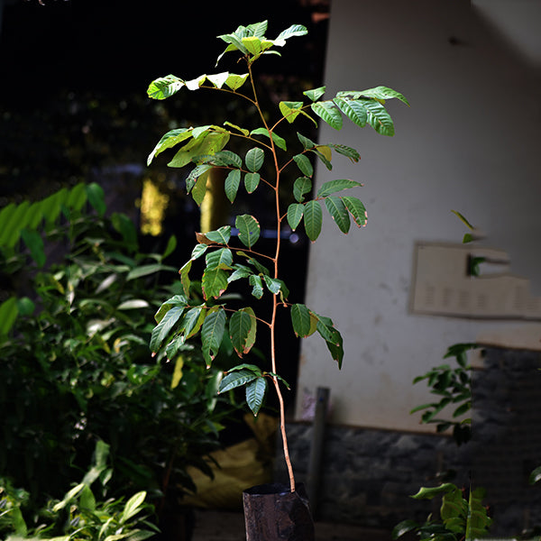 Rambutan Fruit Plant