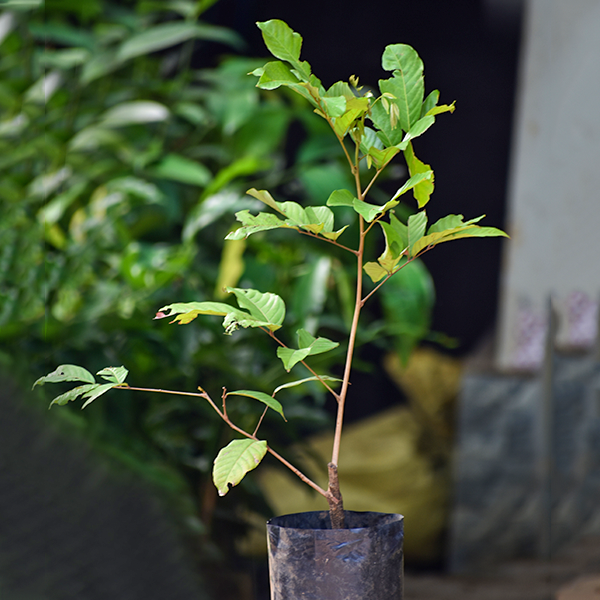 Rambutan Fruit Plants