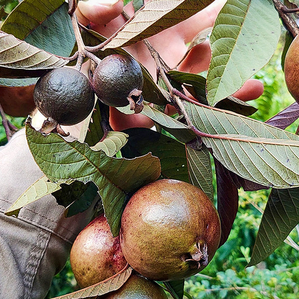 Guava Live Plants in uk