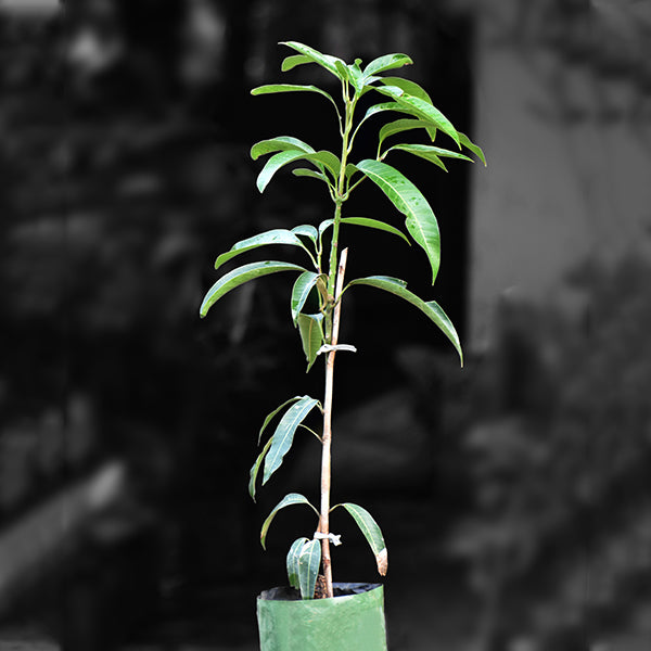 Mango tree in uk