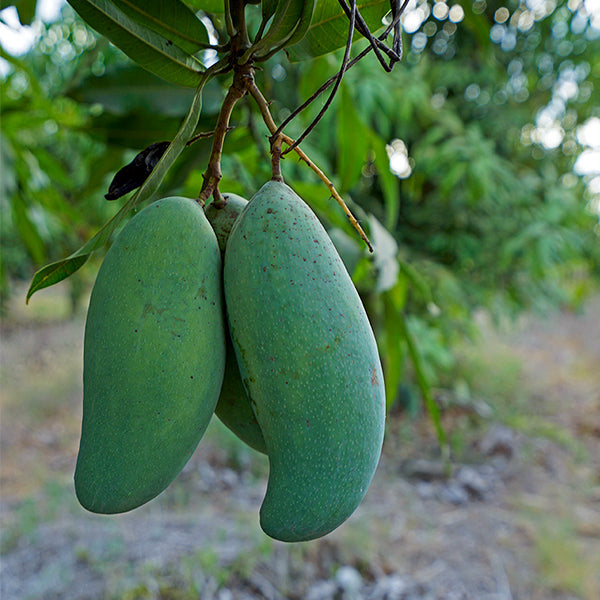 Best Mangifera indica