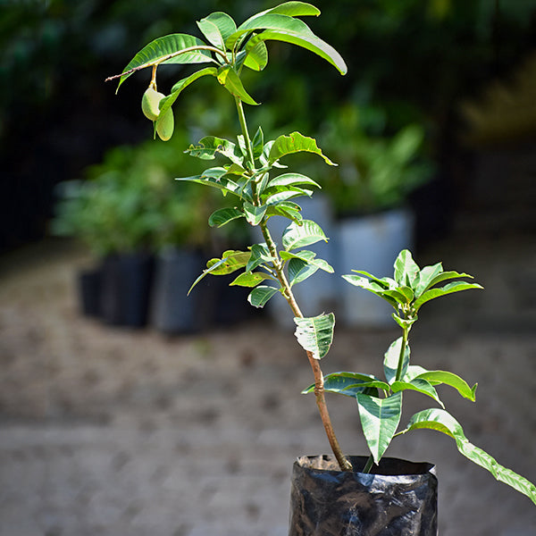 All Other Mango Live Plants (Mangifera indica)