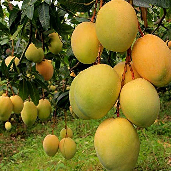 All Other Mango Live Plants (Mangifera indica)