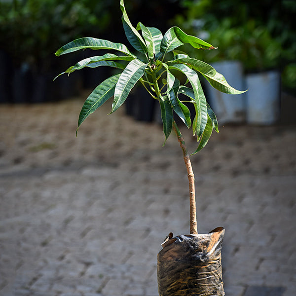 mango house plant Mangoes Live Plants Mangifera Indica