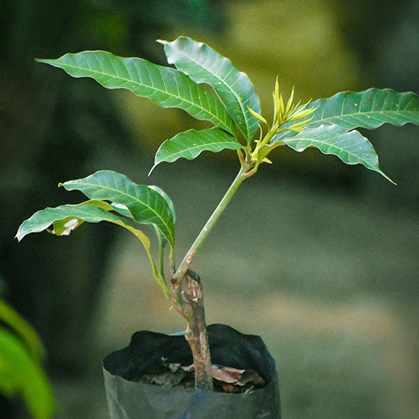 All Other Mango Live Plants (Mangifera indica)