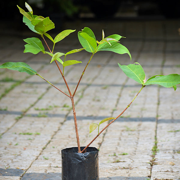 Water Apple Plants in us