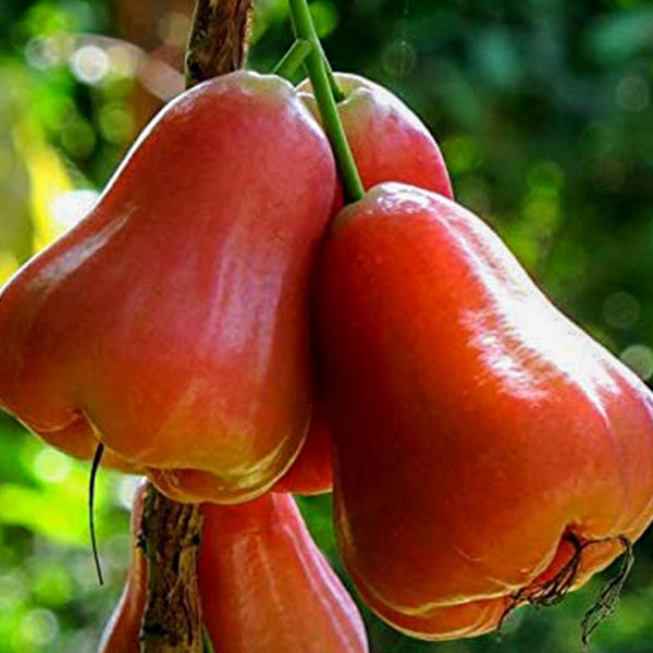 Water Apple Plants in us