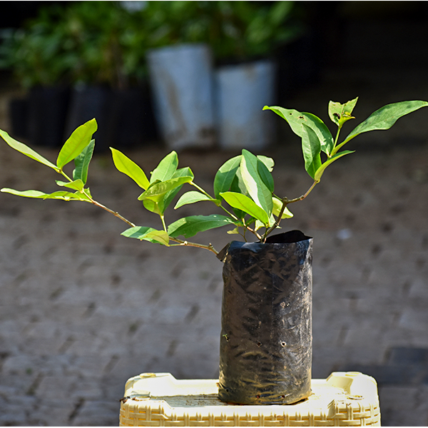 Water Apple Live Plants (Syzygium samarangense)