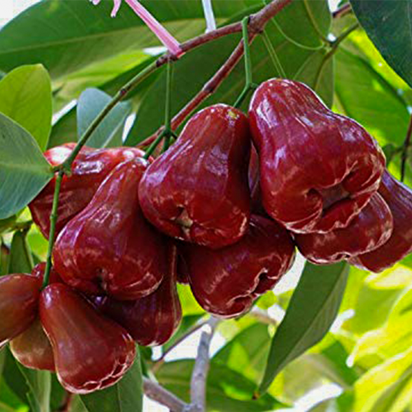 Water Apple Live Plants (Syzygium samarangense)