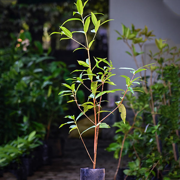 Water Apple Live Plants (Syzygium samarangense)