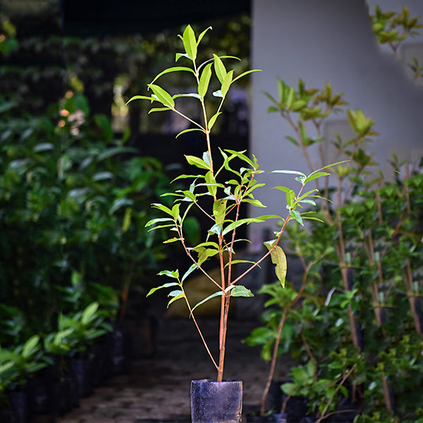 Water Apple Live Plants (Syzygium samarangense)