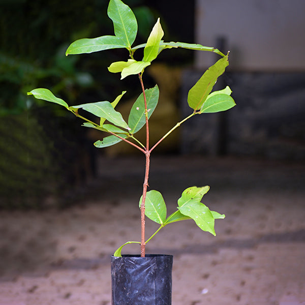 Water Apple Live Plants (Syzygium samarangense)