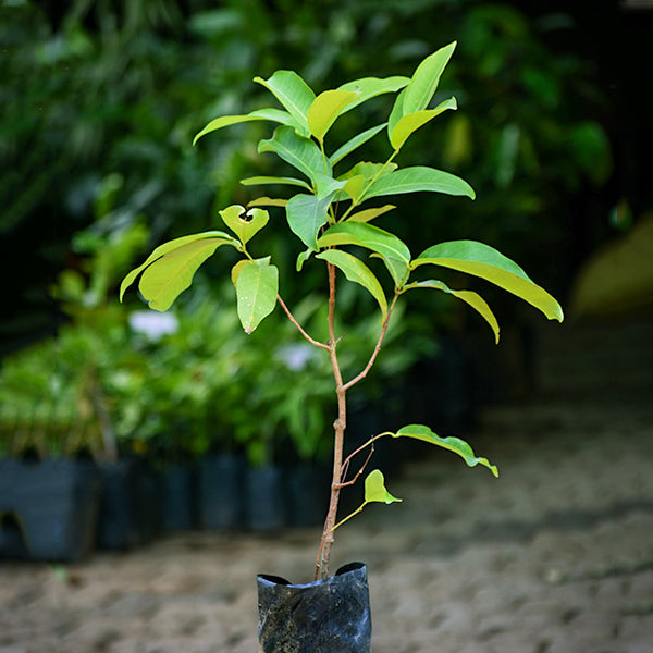 Water Apple Live Plants (Syzygium samarangense)