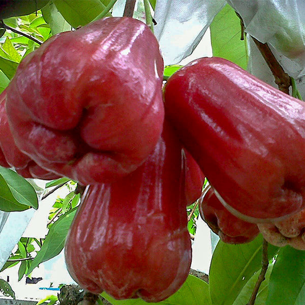 Water Apple Live Plants (Syzygium samarangense)