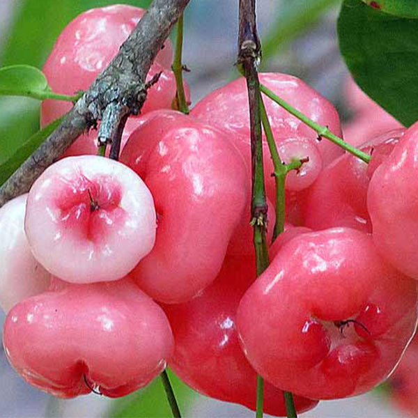 Water Apple Live Plants in uk