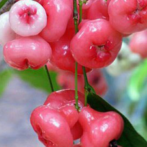 Best Water Apple Live Plants in uk