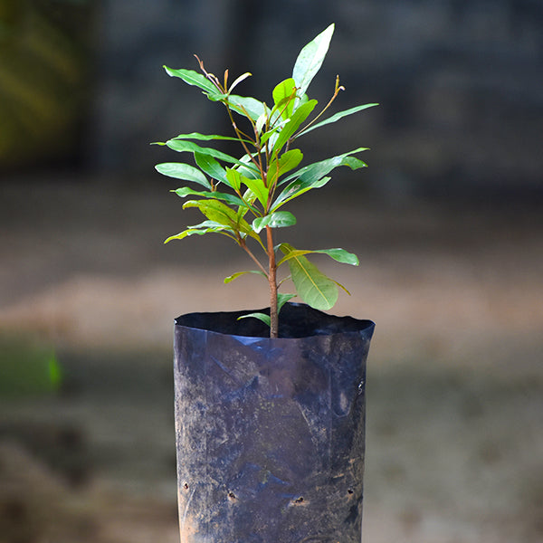 Miracle Fruit Plants