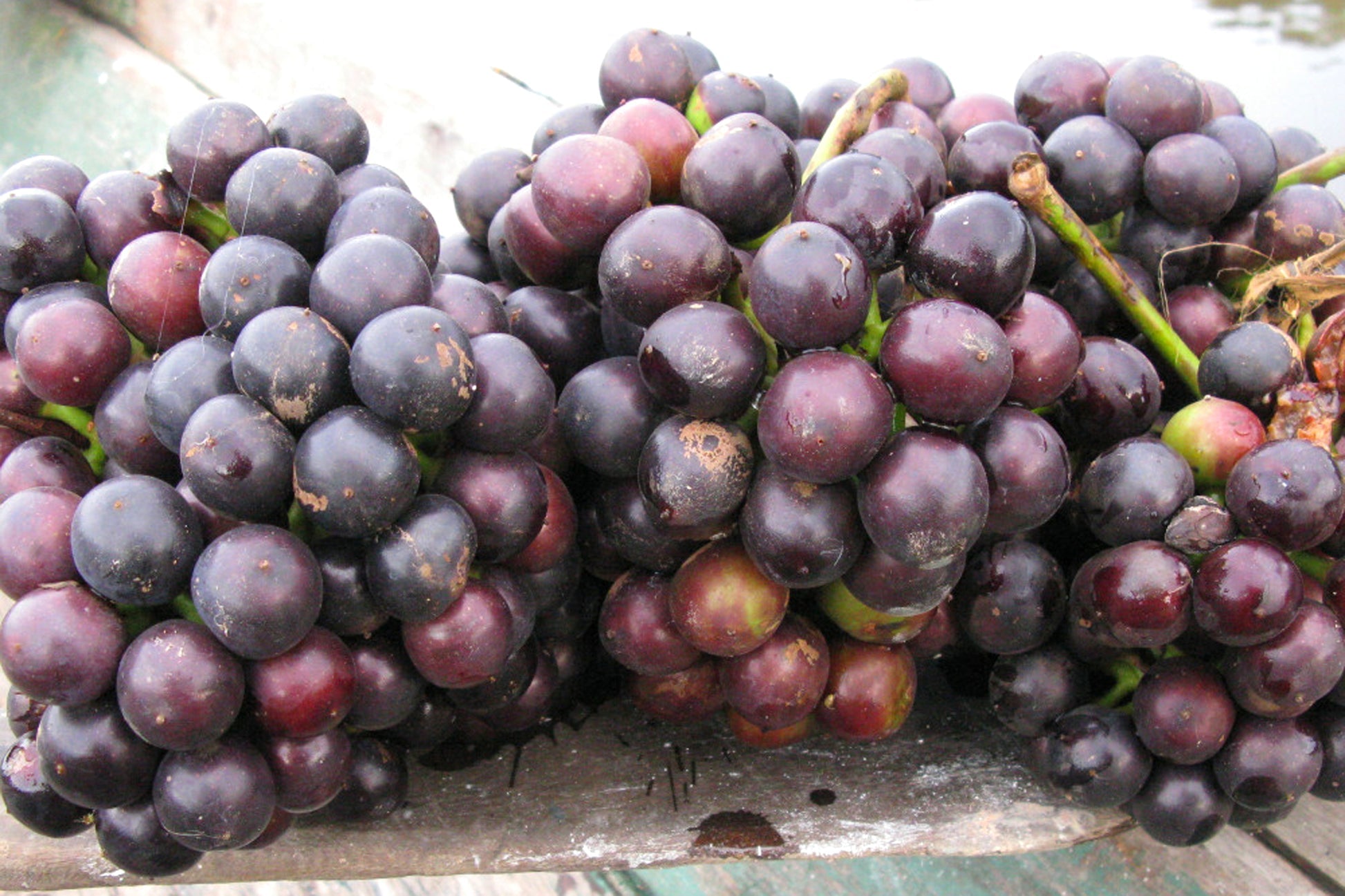 Best Amazon Tree Grape