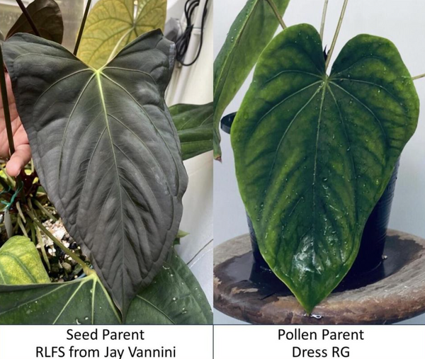 Anthurium RLFS x Dressleri RG Sprouted Seeds – HappiestPlants