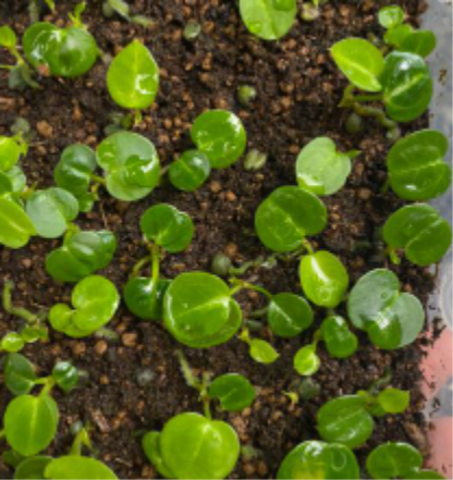 Anthurium Red Hope X SKG Pink Lemonade Seedlings