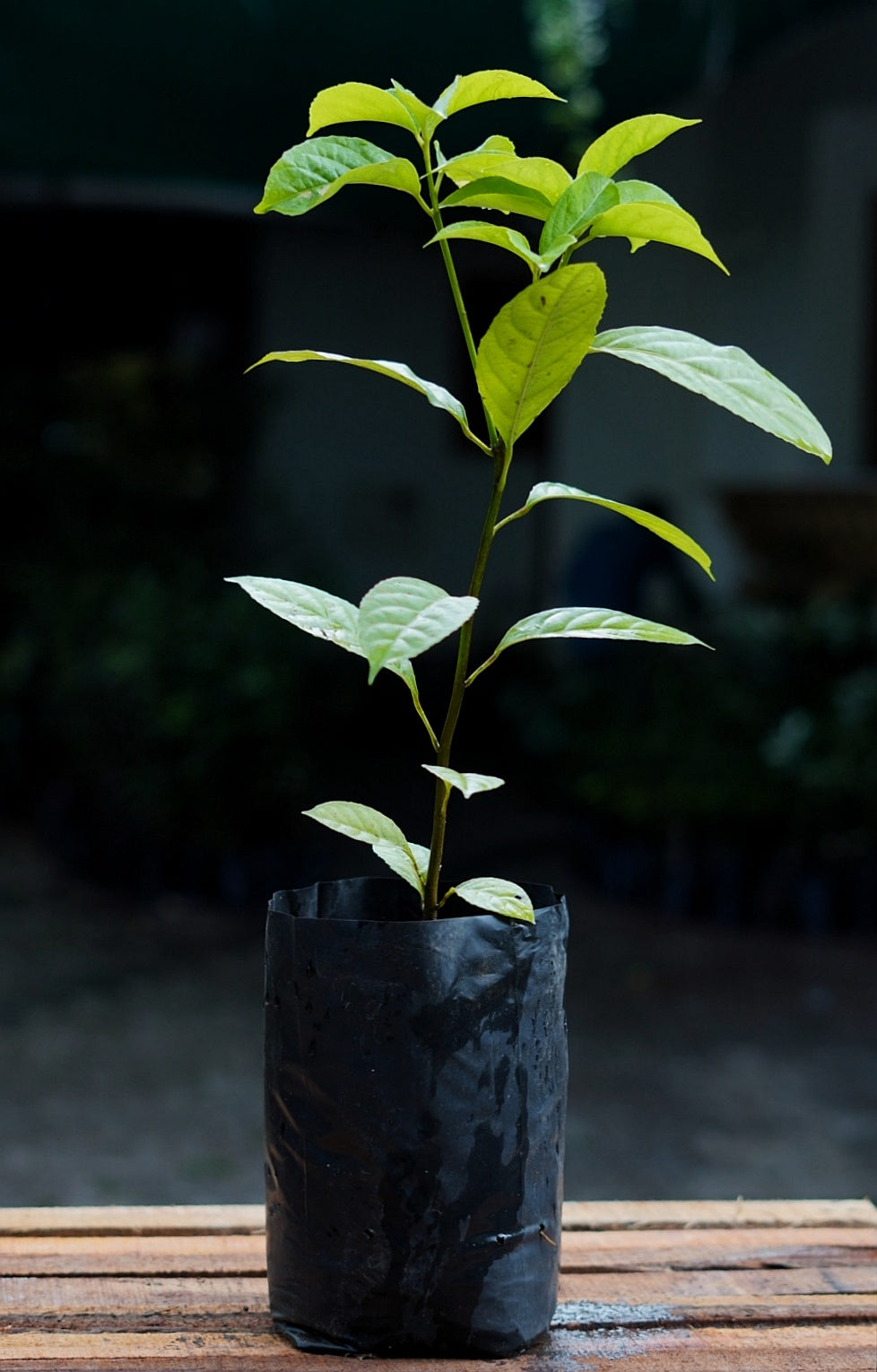 Rollinia Plants