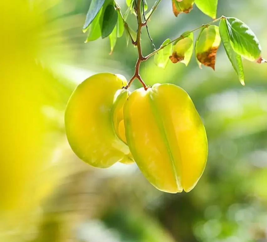 Carambola -Star Fruit Plant