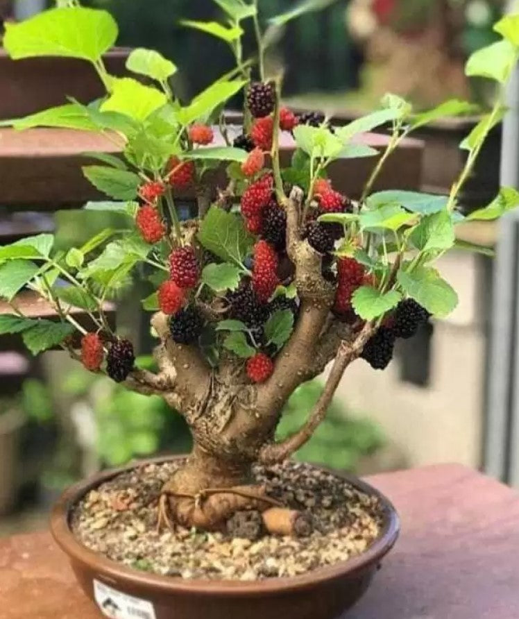 Mulberry Bonsai Plant