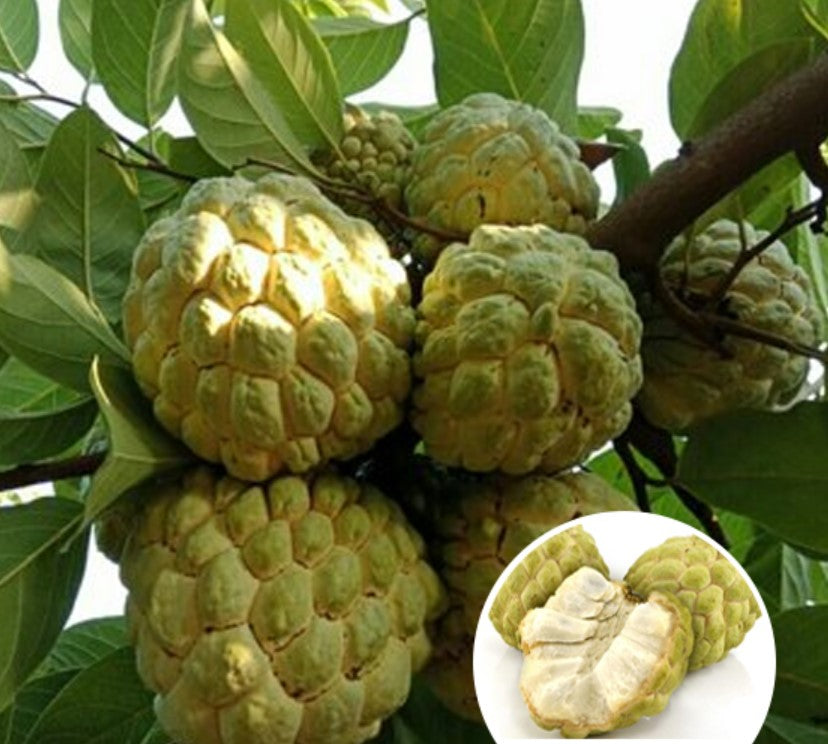 Annona squamosa Sitafal