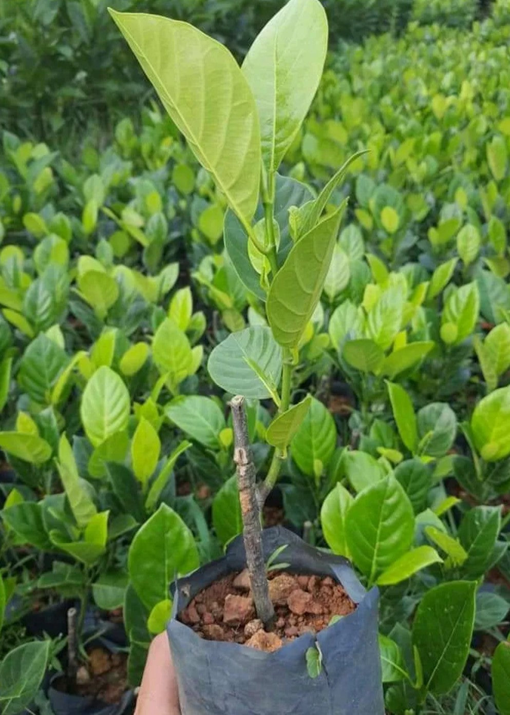 Jackfruit