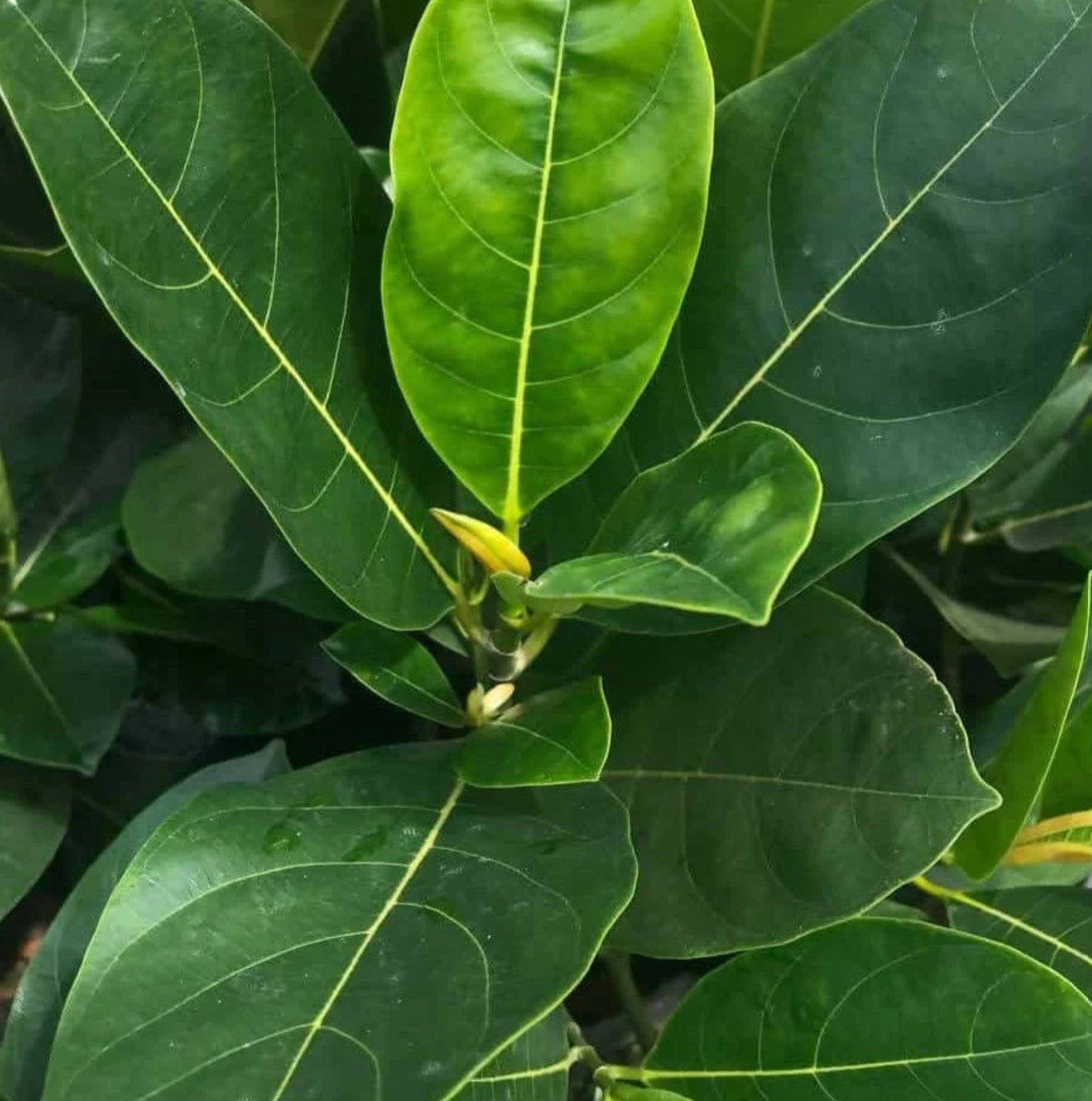 Vietnam Super Early Jackfruit