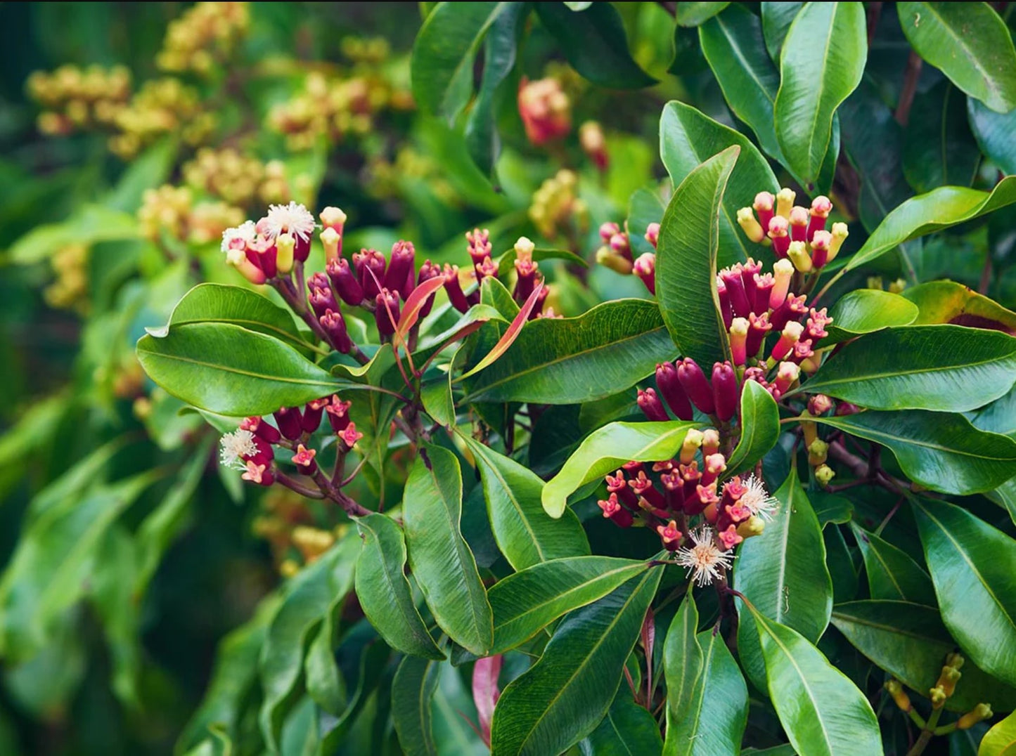 Ceylon Clove Plant - Live Clove Tree