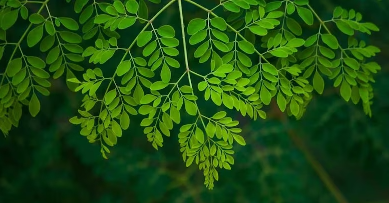 Organic Live Moringa Plant