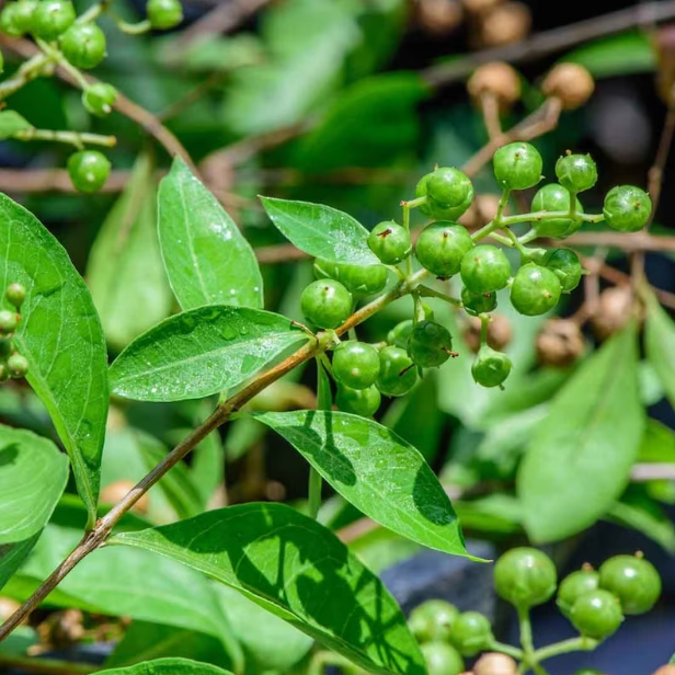 Henna Plant - Maruthani