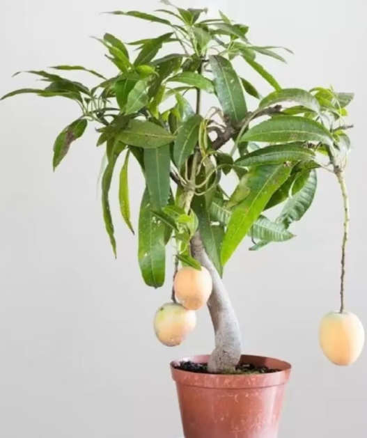 do bonsai trees grow small fruit Bonsai Mango Tree Dwarf Fruiting Mango