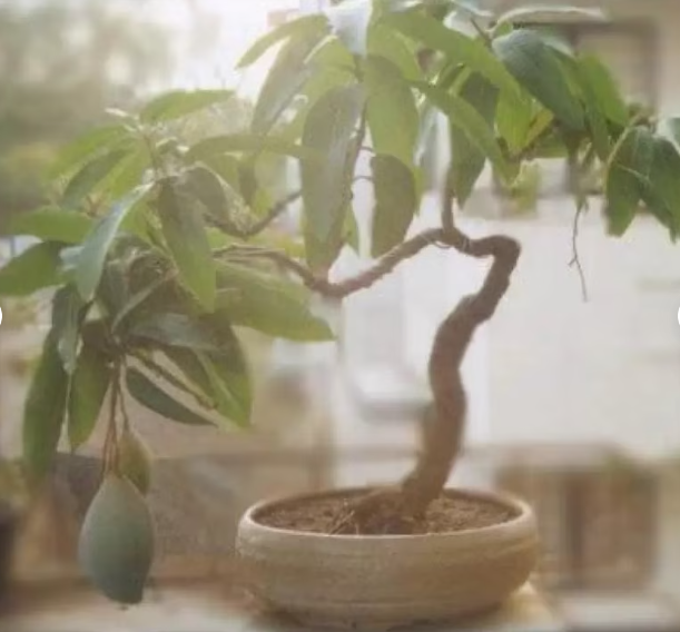 Bonsai/ Dwarf Mango Tree - Fruiting Mango Bonsai Tree - Tropical Fruit Tree to Grow Indoors