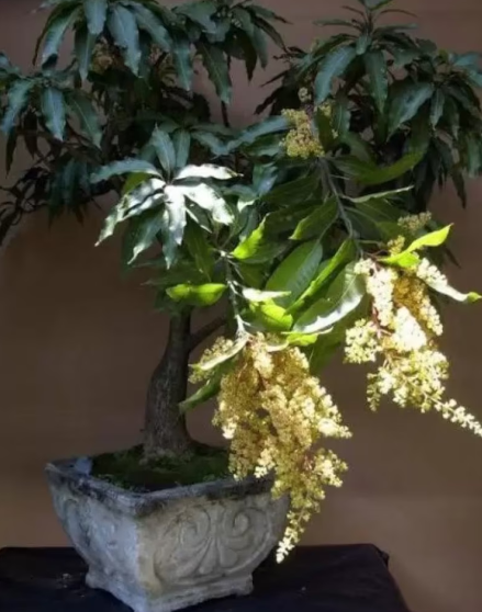 Bonsai/ Dwarf Mango Tree - Fruiting Mango Bonsai Tree - Tropical Fruit Tree to Grow Indoors