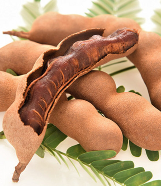 Tamarind Tree