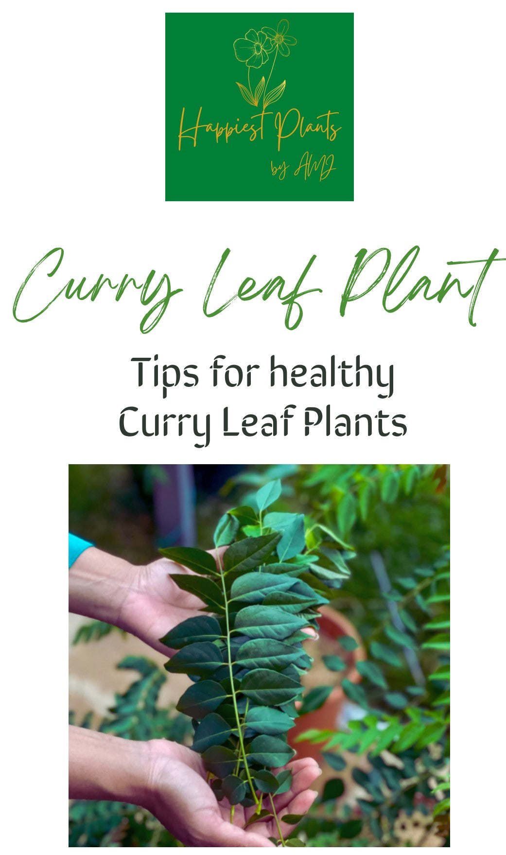 Essential Guide to Curry Leaf Plants: A Culinary Delight ...