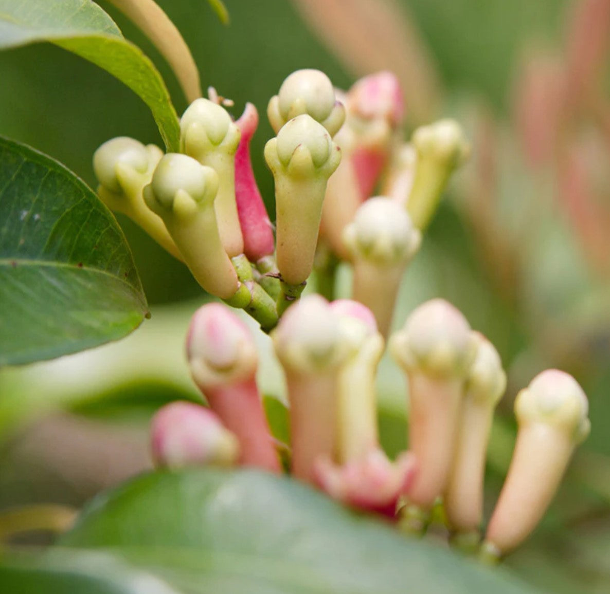 Ceylon Clove Plant