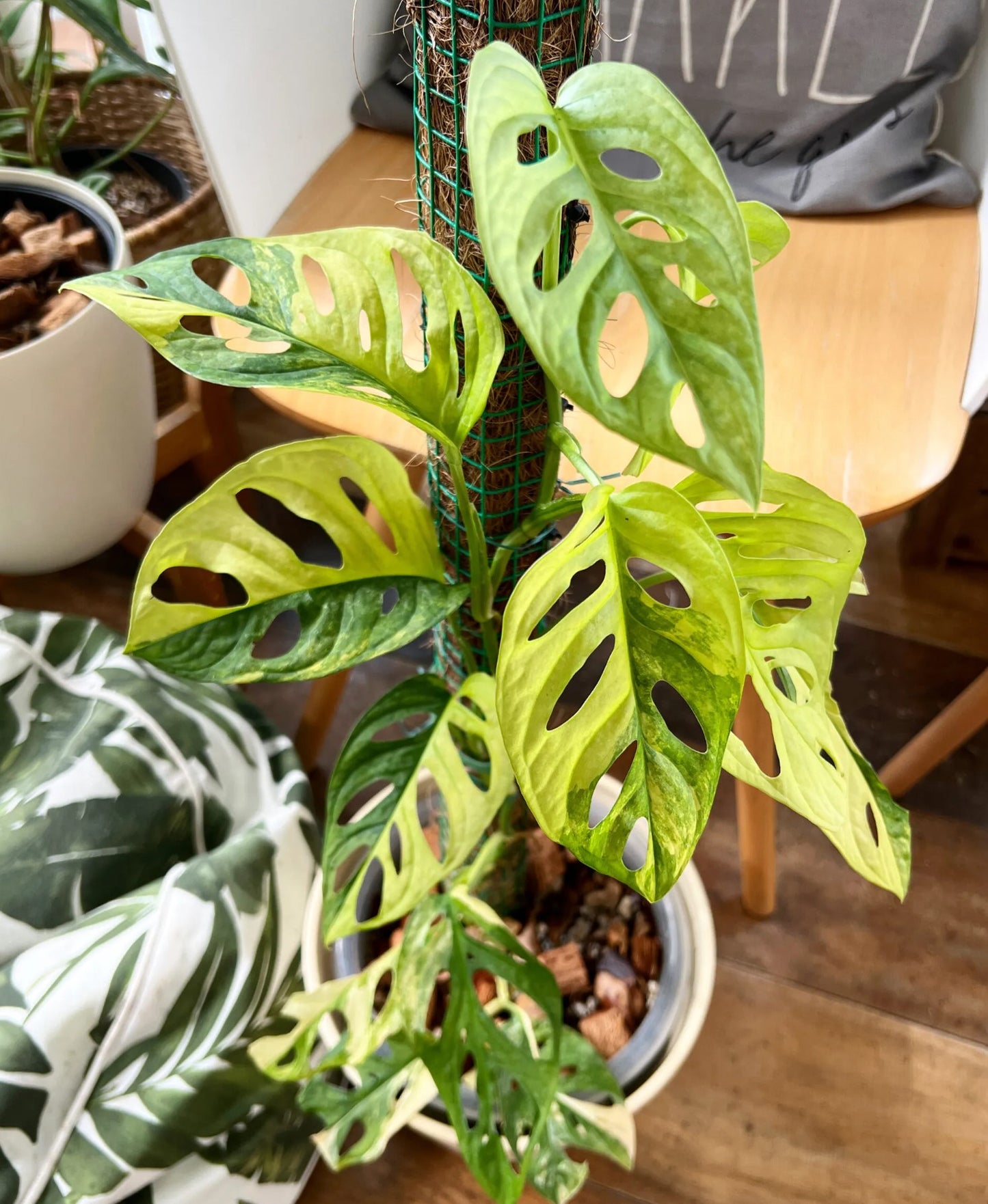 mint swiss cheese plant Monstera Adansonii Cuttings Rare Houseplant