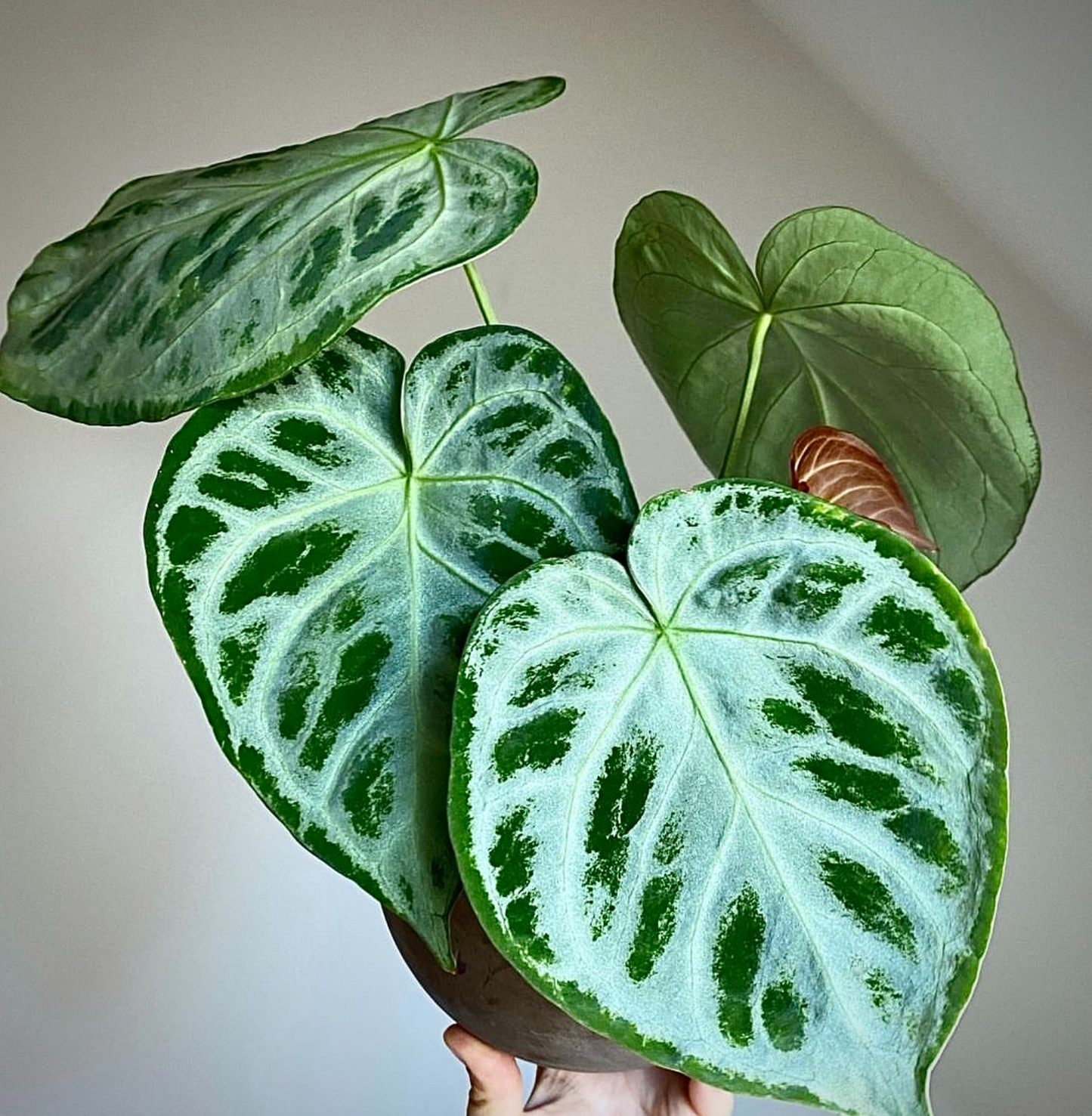 anthurium ruffles with silver Anthurium Silver Blush Elegant Accent