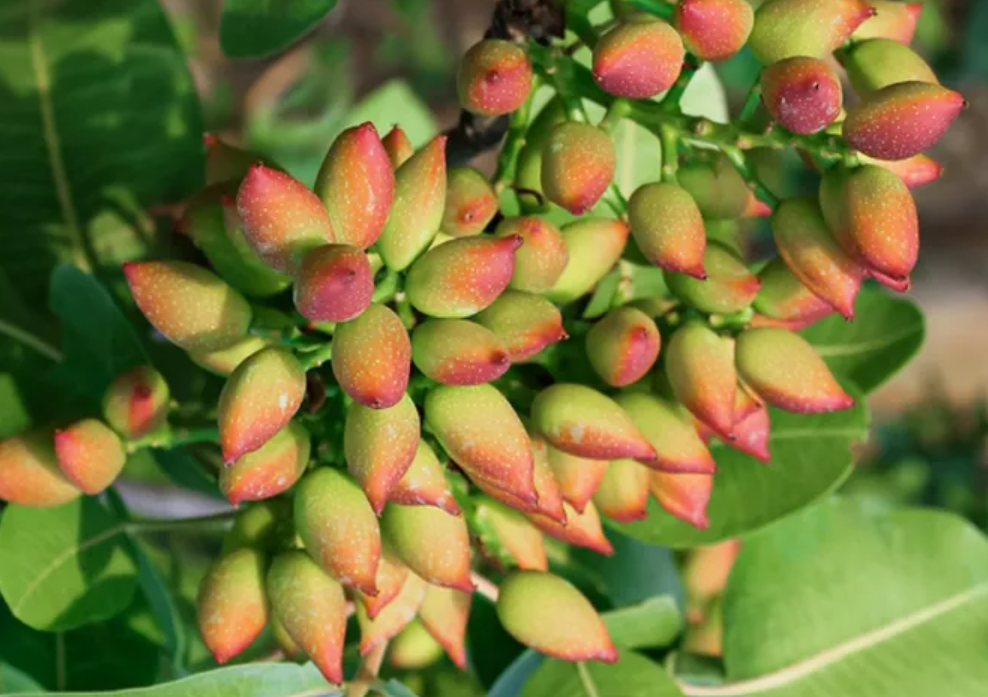 pistachio tree uk