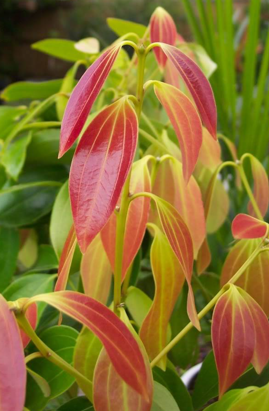 Ceylon Cinnamon Plant