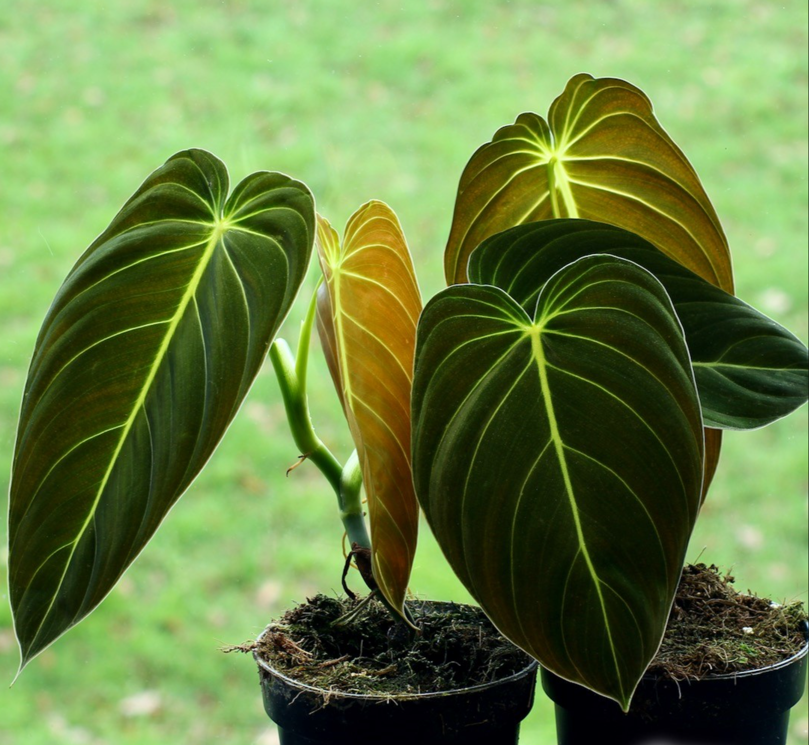 anthurium melano Philodendron Melanochrysum – HappiestPlants