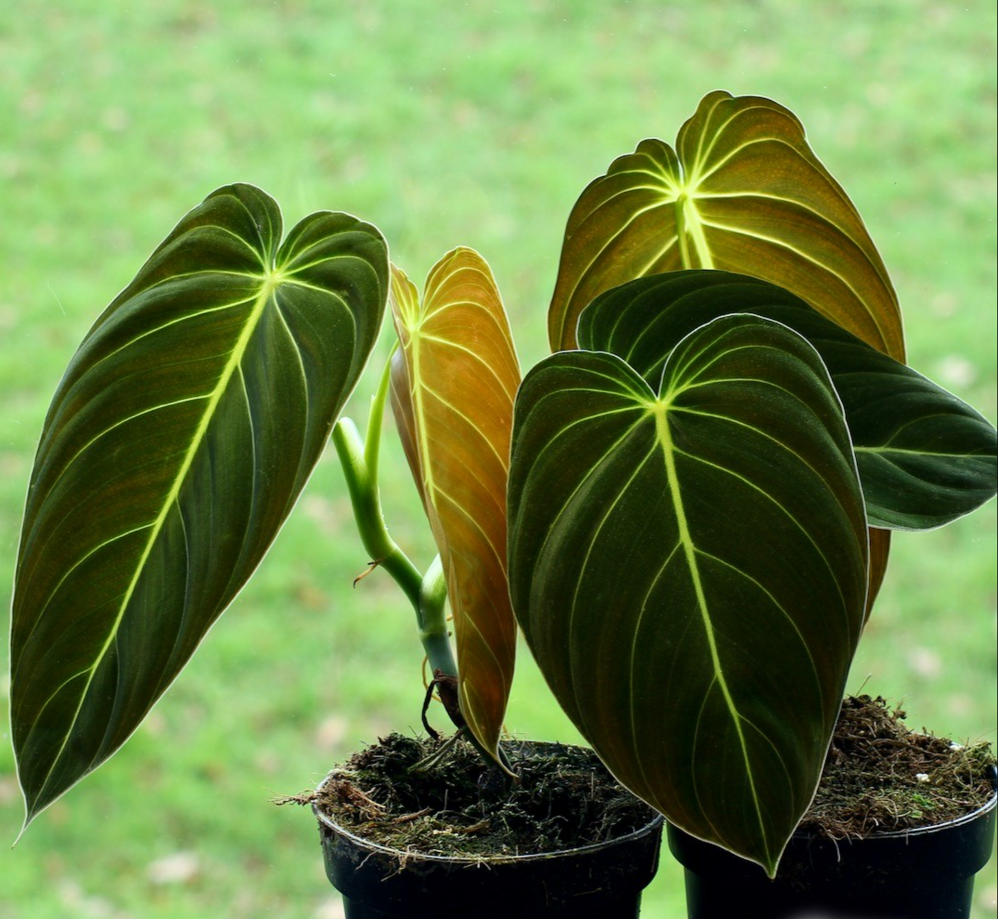 Philodendron Melanochrysum