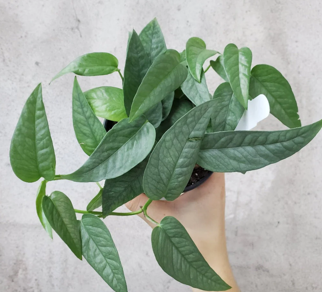 Epipremnum Pinnatum - Cebu Blue Unrooted Cuttings