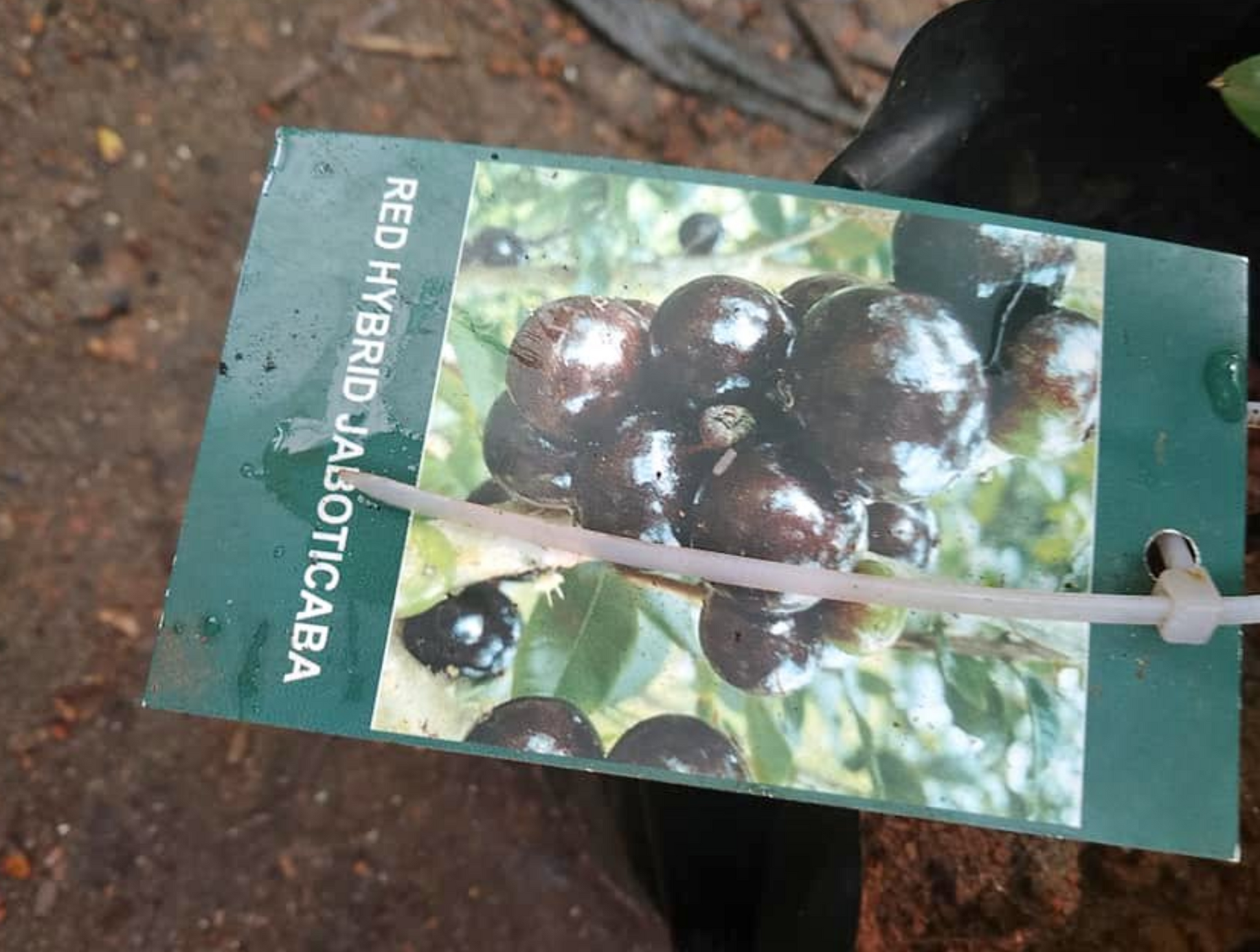 Jaboticaba Plant in uk