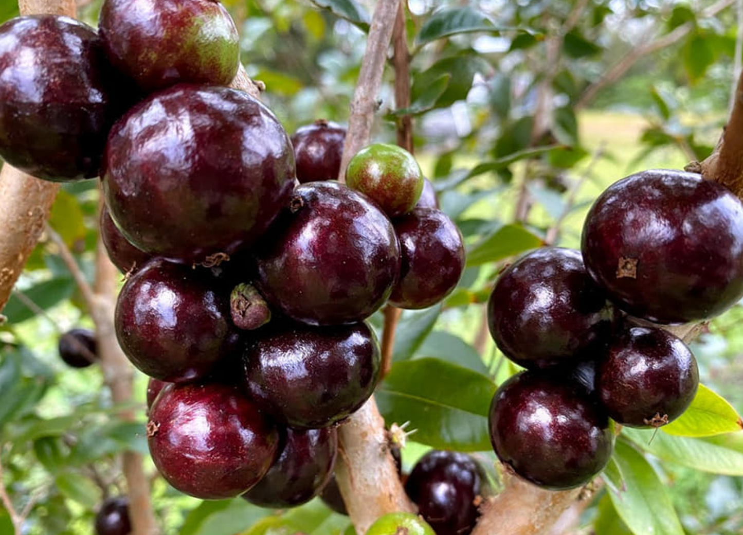 Jaboticaba Plant