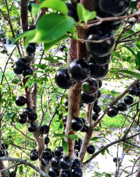 Jaboticaba Plant - Black